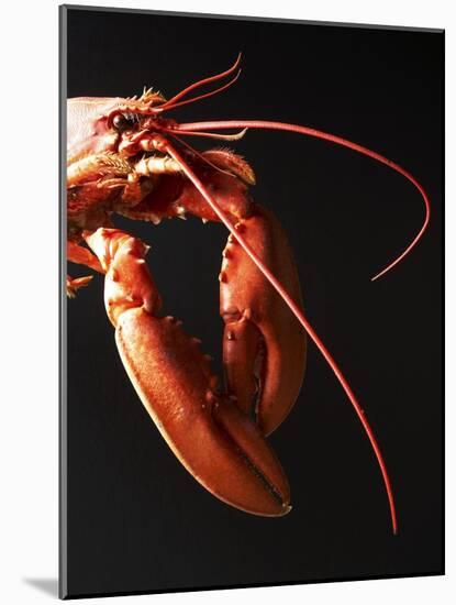 Cooked Lobster Against Black Background-Joerg Lehmann-Mounted Photographic Print