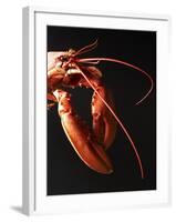 Cooked Lobster Against Black Background-Joerg Lehmann-Framed Photographic Print