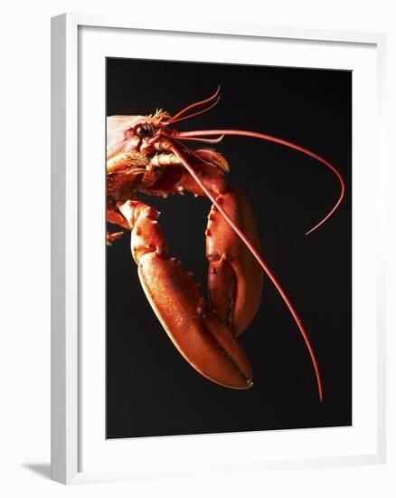 Cooked Lobster Against Black Background-Joerg Lehmann-Framed Photographic Print