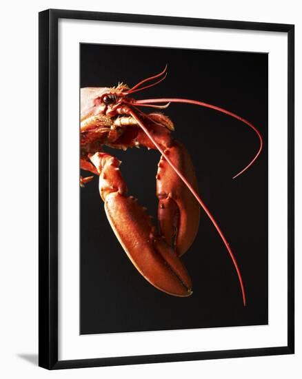 Cooked Lobster Against Black Background-Joerg Lehmann-Framed Photographic Print