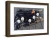 Cooking Marshmallows over Campfire-William P. Gottlieb-Framed Premium Photographic Print