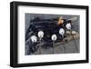 Cooking Marshmallows over Campfire-William P. Gottlieb-Framed Premium Photographic Print