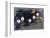 Cooking Marshmallows over Campfire-William P. Gottlieb-Framed Premium Photographic Print