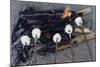 Cooking Marshmallows over Campfire-William P. Gottlieb-Mounted Photographic Print