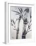 Cool Bamboo II-Katsumi Sugita-Framed Giclee Print