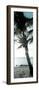 Cool Bimini Palm I-Susan Bryant-Framed Photographic Print