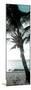 Cool Bimini Palm I-Susan Bryant-Mounted Photographic Print