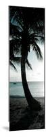 Cool Bimini Palm II-Susan Bryant-Mounted Photographic Print