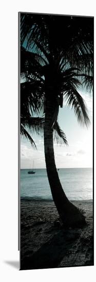 Cool Bimini Palm II-Susan Bryant-Mounted Photographic Print