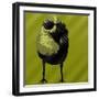 Cool Bird-Ross Studio-Framed Art Print