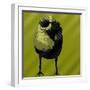 Cool Bird-Ross Studio-Framed Art Print