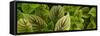 Cool Coleus-Herb Dickinson-Framed Stretched Canvas