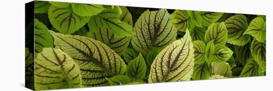 Cool Coleus-Herb Dickinson-Stretched Canvas