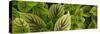 Cool Coleus-Herb Dickinson-Stretched Canvas