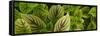 Cool Coleus-Herb Dickinson-Framed Stretched Canvas