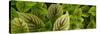 Cool Coleus-Herb Dickinson-Stretched Canvas