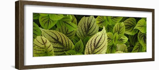 Cool Coleus-Herb Dickinson-Framed Photographic Print