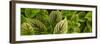 Cool Coleus-Herb Dickinson-Framed Photographic Print