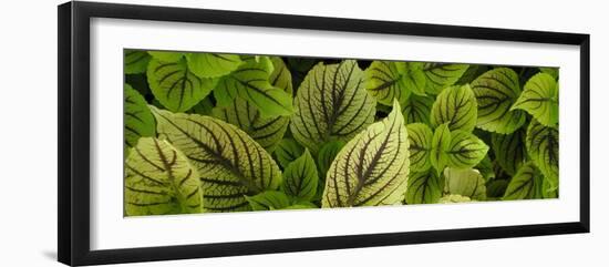 Cool Coleus-Herb Dickinson-Framed Photographic Print