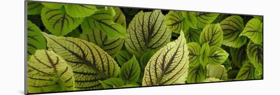 Cool Coleus-Herb Dickinson-Mounted Photographic Print