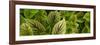 Cool Coleus-Herb Dickinson-Framed Photographic Print