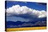 Cool Colorado Rain-Douglas Taylor-Stretched Canvas