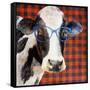 Cool Cow on Pattern-Lanie Loreth-Framed Stretched Canvas