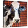 Cool Cow on Pattern-Lanie Loreth-Stretched Canvas