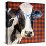 Cool Cow on Pattern-Lanie Loreth-Stretched Canvas