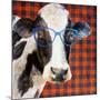 Cool Cow on Pattern-Lanie Loreth-Mounted Art Print