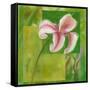 Cool Garden II-Patricia Pinto-Framed Stretched Canvas