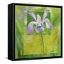 Cool Garden III-Patricia Pinto-Framed Stretched Canvas