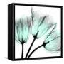 Cool Growth-Albert Koetsier-Framed Stretched Canvas