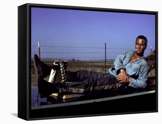 Cool Hand Luke, Paul Newman, 1967, Leg Irons-null-Framed Stretched Canvas