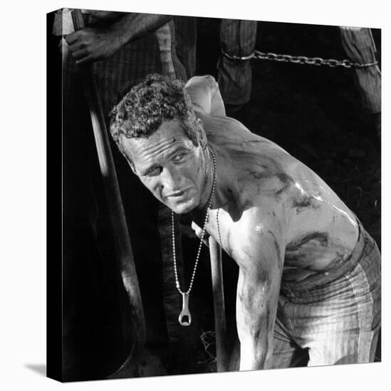 Cool Hand Luke, Paul Newman , 1967-null-Stretched Canvas
