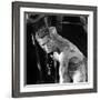Cool Hand Luke, Paul Newman , 1967-null-Framed Photo
