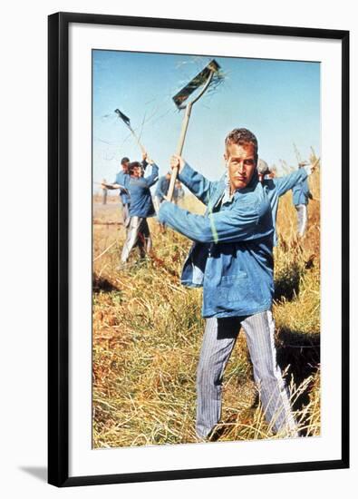 Cool Hand Luke, Paul Newman, 1967-null-Framed Photo