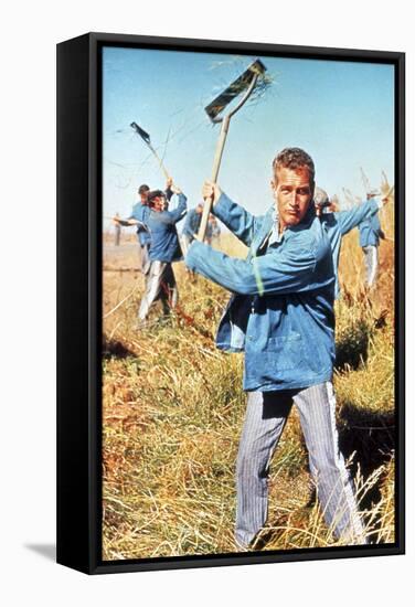 Cool Hand Luke, Paul Newman, 1967-null-Framed Stretched Canvas