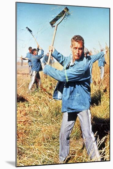 Cool Hand Luke, Paul Newman, 1967-null-Mounted Photo