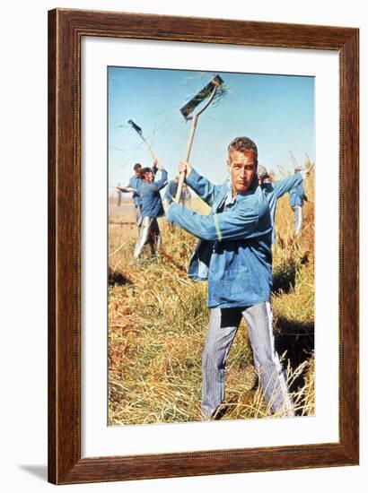 Cool Hand Luke, Paul Newman, 1967-null-Framed Photo