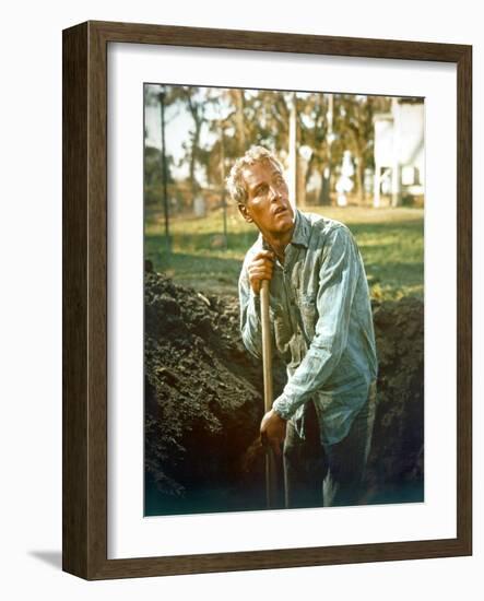 Cool Hand Luke, Paul Newman, 1967-null-Framed Photo