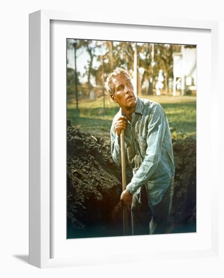 Cool Hand Luke, Paul Newman, 1967-null-Framed Photo