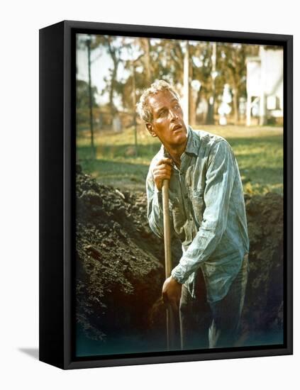 Cool Hand Luke, Paul Newman, 1967-null-Framed Stretched Canvas