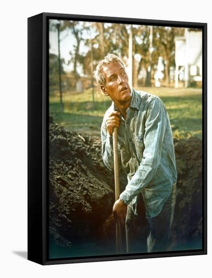 Cool Hand Luke, Paul Newman, 1967-null-Framed Stretched Canvas