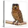 Cool Owl-Marcus Prime-Stretched Canvas