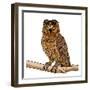 Cool Owl-Marcus Prime-Framed Art Print