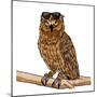 Cool Owl-Marcus Prime-Mounted Art Print