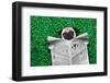 Cool Pug Dog-Javier Brosch-Framed Photographic Print