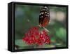 Coolie Butterfly, Butterfly World, Ft Lauderdale, Florida, USA-Michele Westmorland-Framed Stretched Canvas