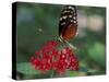 Coolie Butterfly, Butterfly World, Ft Lauderdale, Florida, USA-Michele Westmorland-Stretched Canvas